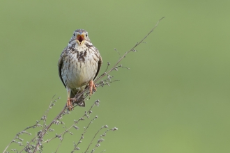 Corn Bunting (Miliaria calandra) perched on dry stems singing
