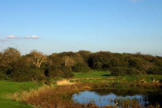 an old view of the bushes at Farlington Marshes