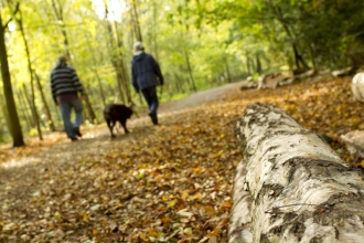 Couple walking dog through woodland with log in the foreground