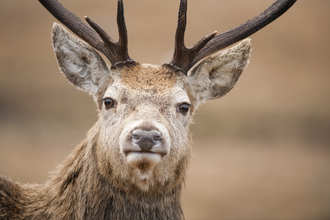 portrait of stag on open moorland in winter