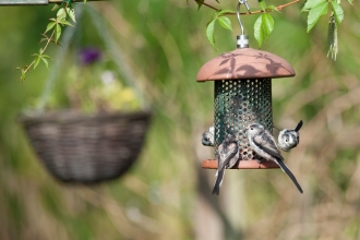 Long tailed tits at bird feeder