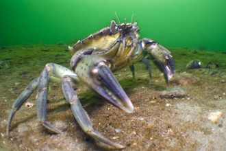 Crab on sediment