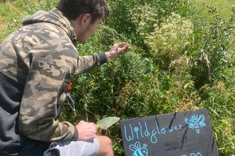 Boy leaning over wildflower bank, looking at wildflowers. Big chalkboard sign with words "Wildflower bank" is planted at the front.
