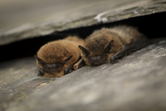 Common pipistrelle bat © Tom Marshall