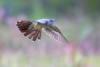 Cuckoo in flight (c) Jon Hawkins Surrey Hills Photography