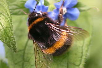 Buff-tailed bumblebee on flower