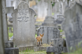 Fox in between gravestones