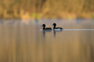 Tufted ducks for header (c) Jon Hawkins - Surrey Hills Photography