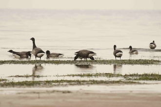 Brent Geese on Mudflat