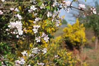 apple and gorse in flower on a heath
