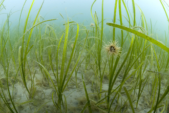 An underwater photograph of a seagrass bed featuring snakelocks anemones