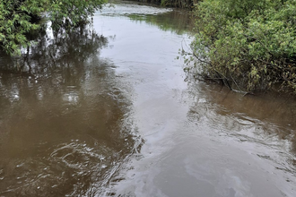 Fuel oil pollution on at Lower Test Nature Reserve