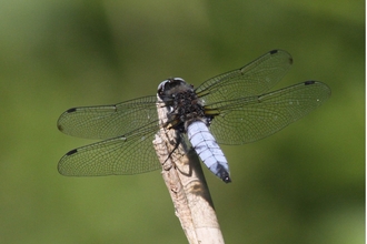 Scarce chaser dragonfly 