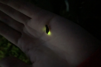 glow worm