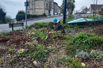 Woman knelt down tending to plants on a road verge.