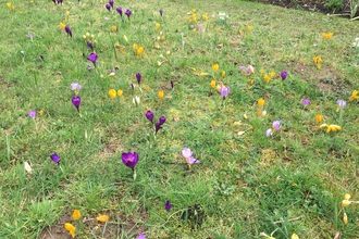 Purple and yellow crocuses coming out of the grass