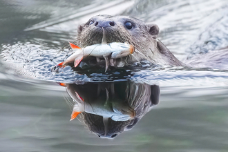 Otter catching perch in Andover © Stephen Williams