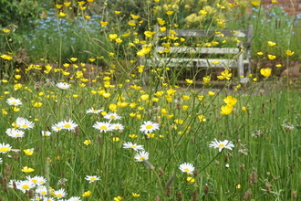 Long grasses and wildflowers taking up Clive's garden
