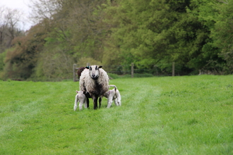 Sheep and 2 lambs feeding at Hockley Meadows Farm