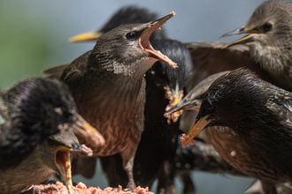 squabbling starlings