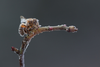  bee frozen on small twig, covered in ice crystals