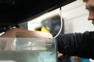 Assistant ecologist Tom Selby places juvenile crayfish into their tank in the new hatchery