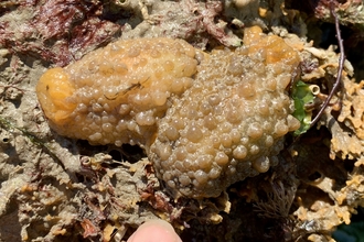 a warty doris sea slug found on a muddy rock in Hythe