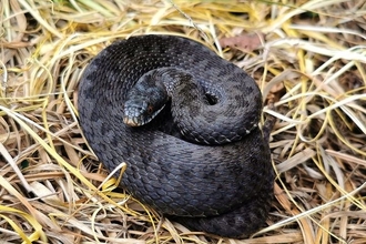 A male black adder coiled on a nest of dry grass faces the camera 