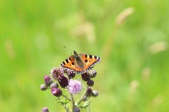Orange, black and white butterfly sat on purple flowers 