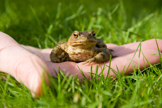 Common Toad facing forward sitting in a palm that is resting on the grass