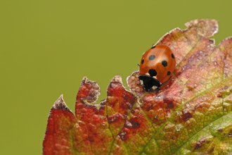 top down view of a 7-Spot ladybird on a red leaf. 