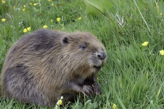 Beaver - Nick Upton/Cornwall Wildlife Trust