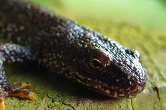 Great Crested Newt close up of head