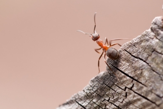 Wood Ant by Ross Hoddinot