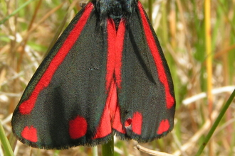cinnabar moth - Richard Burkmar