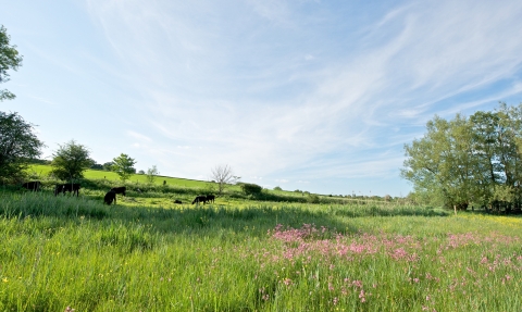 Cows grazing at Winnall Moors