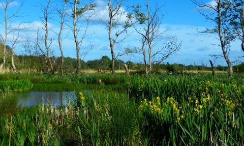 Fishlake Meadows in summer 
