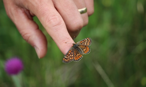 Releasing an adult marsh fritillary butterfly