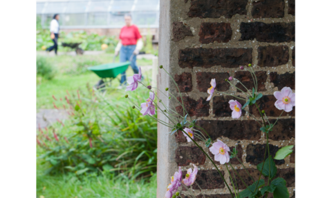 Wall with flowers in foreground, women pushing wheelbarrows in blurred background