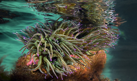 Snakelocks anemone © Alex Tattersall