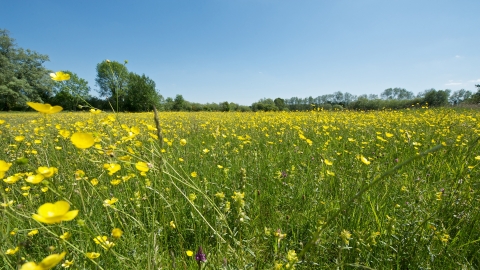 Meadow at Winnall Moors