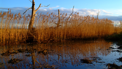 Reed beds at Lower Test Nature Reserve
