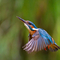 Kingfisher © Malcolm Brown