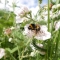Bumblebee © Gemma Paul