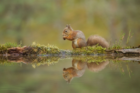 Red Squirrel © Mark Hamblin