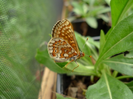 First marsh fritillary to emerge in May 2016