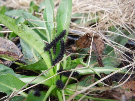 Marsh fritillary larvae feeding March 2017