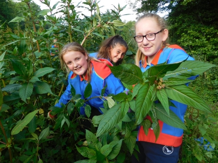 Calmore Guides pulling Himalayan balsam in the New Forest