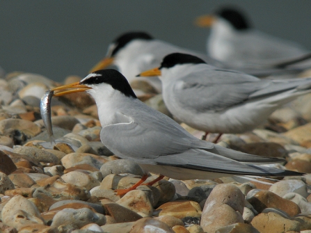 Little tern with fish