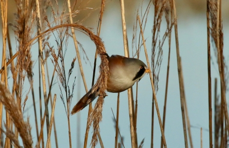 Bearded tit in the reeds at Farlington Marshes